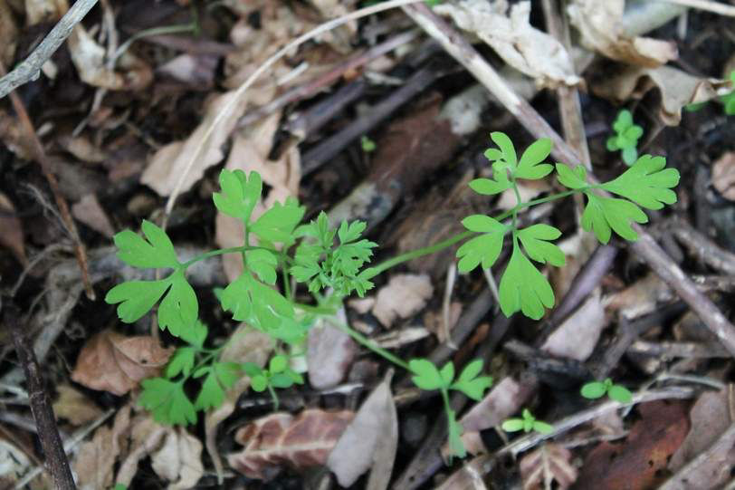 Fumitory